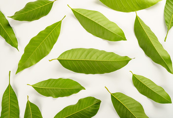Tropical green leaves isolated on white background Top view