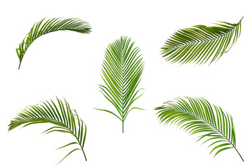 Fototapeta na wymiar Set of palm leaves isolated on white background