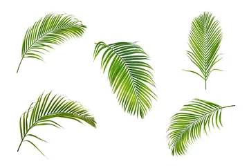 Foto op Canvas Verzameling van palmbladeren geïsoleerd op witte achtergrond © Suraphol