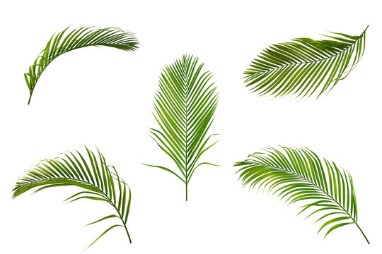 Set of palm leaves isolated on white background