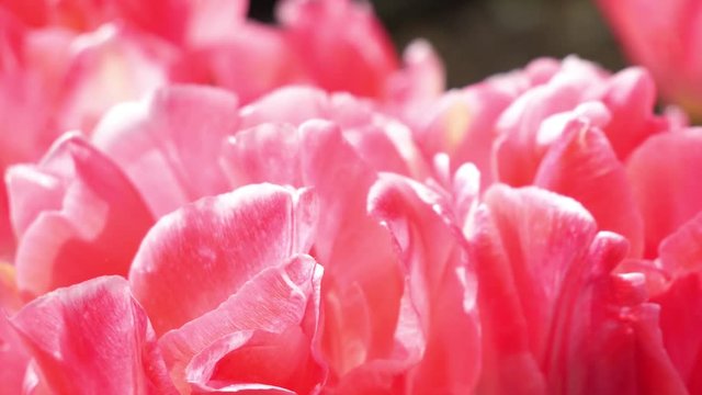 Close up on pink flower petals. Amazing textures and variance of colour.