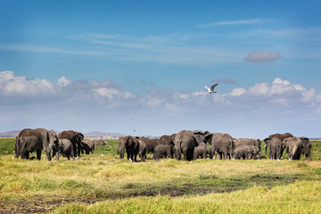 Large Herd of African Elephants in Amboseli Kenya