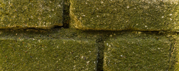 green moss wall. Web banner, long crop hor. natural green texture. Grunge nature background