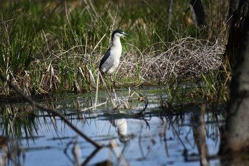 Night Heron nearby swamp