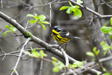 Common Yellowthroat