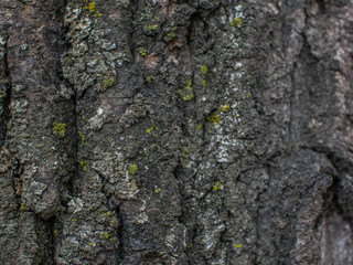 Fototapeta premium moss and lichen on the tree bark