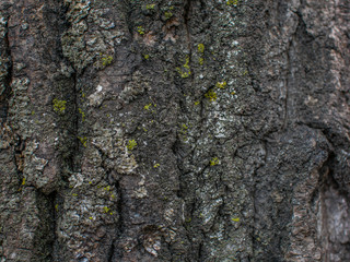 moss and lichen on the tree bark