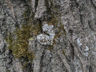 moss and lichen on the bark of a tree in the shape of a heart