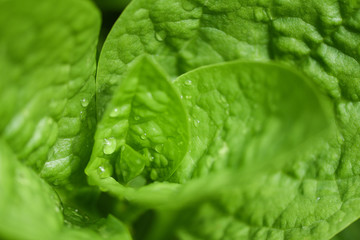 Close up of nature green leaves in the garden with soft focus and blur dew drops on leaf tree in the morning