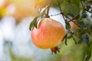 pomegranate fruit on the tree with green nature blurred summer garden background - Asia pomegranate