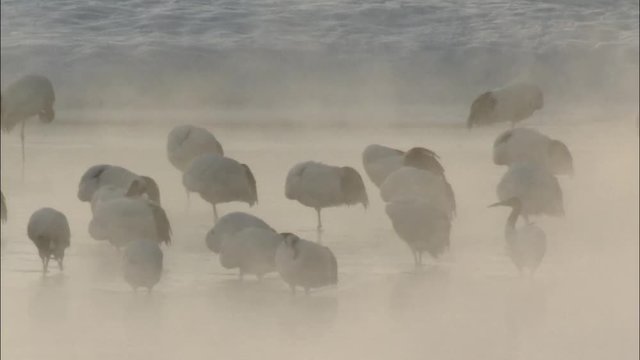 鶴居村　朝のタンチョウ 