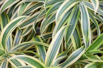 Dracaena reflexa Lam or Song of India plant in the garden for background.