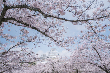 Fototapeta na wymiar sakura Sakura surrounded Himeji Castle