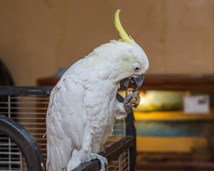 Beautiful exotic white parrot eat walnut