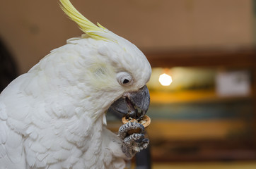 exotic white parrot eat walnut © DmitryDolgikh