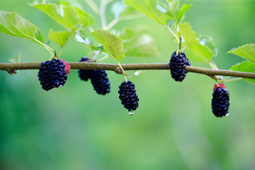 Many ripe mulberry, on the mulberry tree