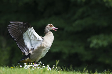 Egyptian goose | Alopochen aegyptiaca