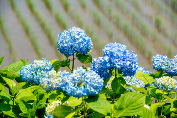 枝川内の紫陽花