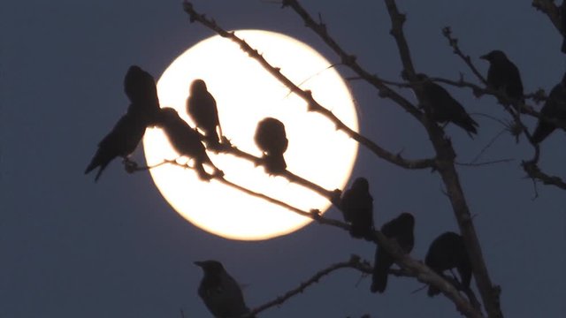 Song bird silhouette on the moon, Israel, hula valley Israel