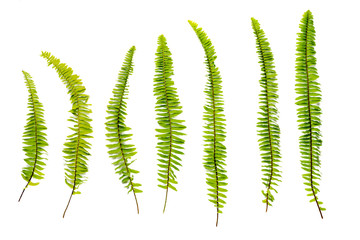 Fern leaf, Ornamental foliage. © jittawit.21