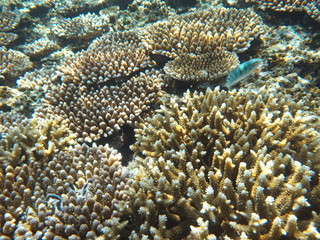 Naklejka na ściany i meble Okinawa,Japan-June 1, 2019: Thalassoma hardwicke or Sixbar wrasse or six-banded wrasse over shelf of coral at the north of Ishigaki island, Okinawa