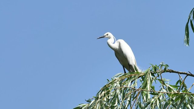 White egret sits on the top of willow tree with blue sky background and looks around alertly, Great egret landing on top of tree, blue background, 4k movie, slow motion.