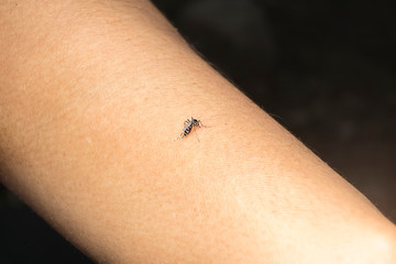 Dangerous Zica virus mosquito sucking bloode on human skin cause sick.