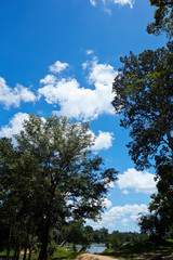 Clouds in the sky, trees background 