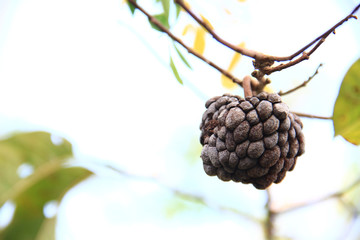 Dried sugar-apple fruit (sweetsop, or custard apple) on the tree. Black dried custard apple hang on the tree in the garden with natural background.