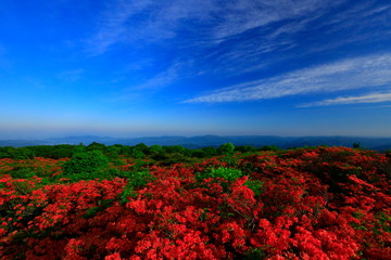 室根山のツツジ