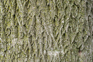 Seamless tree bark background. Brown tileable texture of the old tree.