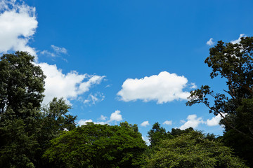 Obraz premium trees and blue sky