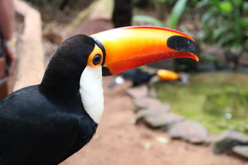 Naklejka premium Tucán 4