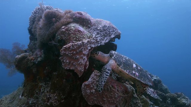 Hawksbill turtle on a shallow coral reef.  South Raja Ampat dive site Cape Kri 4k footage