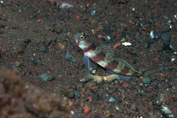 Broad-Banded Shrimp-Goby Amblyeleotris periophthalma