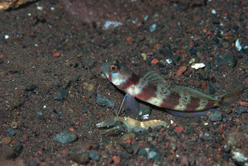 Broad-Banded Shrimp-Goby Amblyeleotris periophthalma