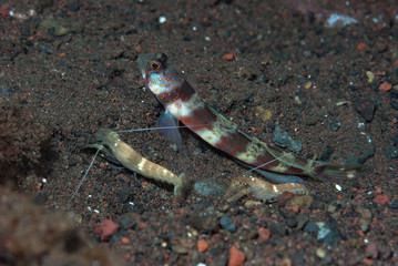 Broad-Banded Shrimp-Goby Amblyeleotris periophthalma