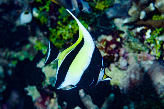 Moorish Idol Zanclus Cornutus