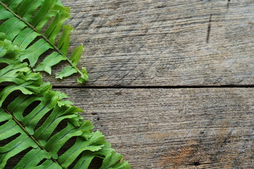 Fern leave green tropical plant with space copy on wooden background