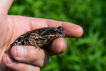 Sitting on the palm of a frog on a green background.