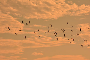 Sunset and flock of birds