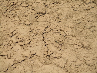 Dry Cracked Ground