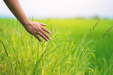 Closeup image of a woman's hand touching rice in a field