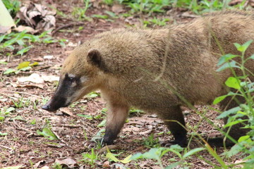 Coatí 3