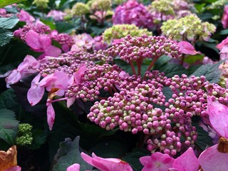 Medium wide shot of bright pink hydrangea buds and blooms in the garden