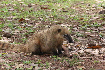 Coatí 2