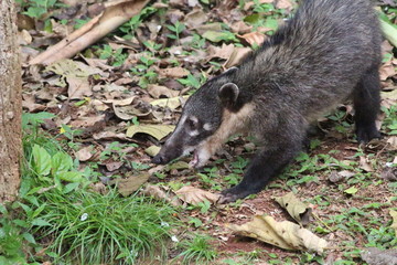 Coatí 1 © Silvina