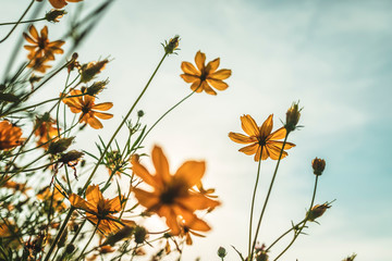 Yellow sulfur Cosmos flowers in the garden of the nature with blue sky with vintage style.