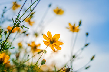 Yellow sulfur Cosmos flowers in the garden of the nature with blue sky.