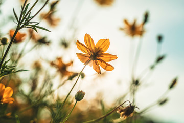 Yellow sulfur Cosmos flowers in the garden of the nature with blue sky with vintage style.